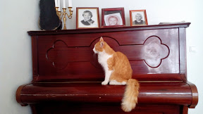 Her er den lille nye kat, Pjuske :) Helt lille er han nu ikke, da han er halvt